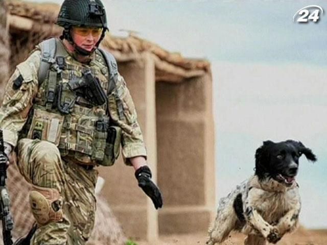 Британцы наградили собаку, погибшую в Афганистане