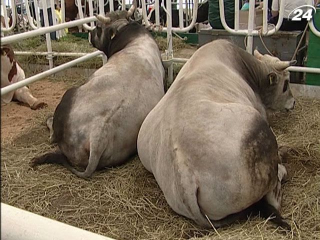 Україна запровадить електронний облік худоби Україна запровадить електронний облік худоби