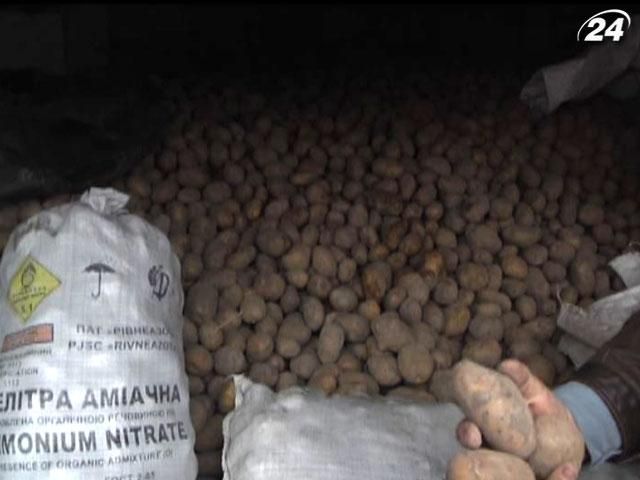 Крестьяне не знают, что делать с избыточным урожаем картофеля Крестьяне не знают, что делать с избыточным урожаем картофеля