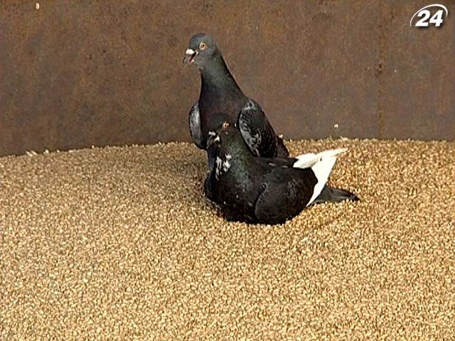 Иностранных зернотрейдеров беспокоит ограничение экспорта украинской пшеницы Иностранных зернотрейдеров беспокоит ограничение экспорта украинской пшеницы