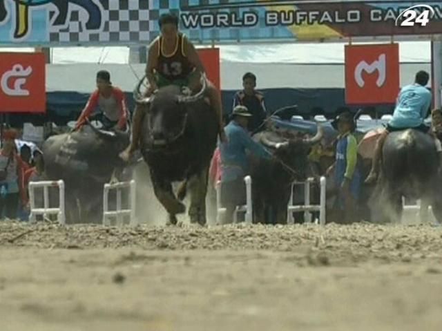 В Таиланде провели ежегодные гонки на буйволах В Таиланде провели ежегодные гонки на буйволах