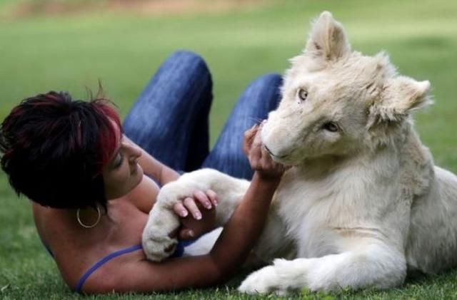 Жінка приручила лева і живе з ним уже кілька місяців (Фото)