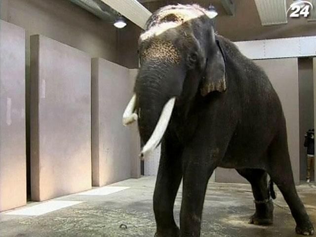 В одному із зоопарків Південної Кореї заговорив слон