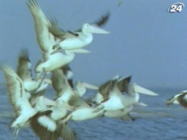 Энергия ветра - движущая сила на планете Энергия ветра - движущая сила на планете