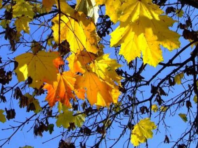 Сегодня Киев может установить температурный рекорд Сегодня Киев может установить температурный рекорд