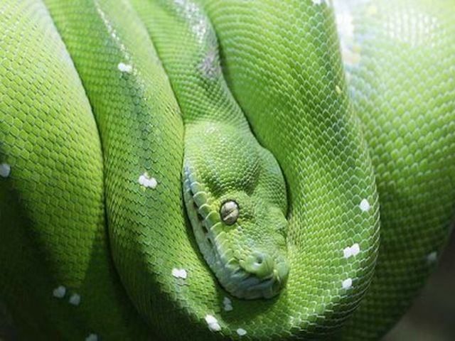 Американець побив свою подружку пітоном Американець побив свою подружку пітоном