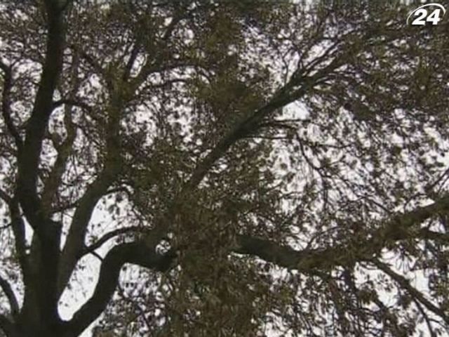 У Британії 80 млн ясенів - під загрозою зникнення У Британії 80 млн ясенів - під загрозою зникнення