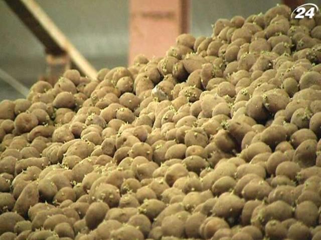 Из-за низких цен аграрии планируют сократить площади под картофель Из-за низких цен аграрии планируют сократить площади под картофель