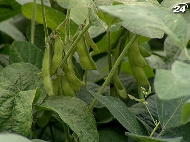 Урожай сої в Україні до 2015 року зросте вдвічі