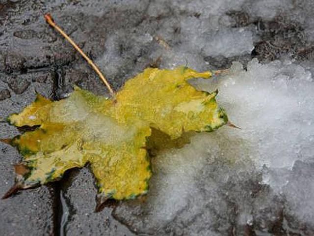 У Карпатах вночі буде падати сніг У Карпатах вночі буде падати сніг