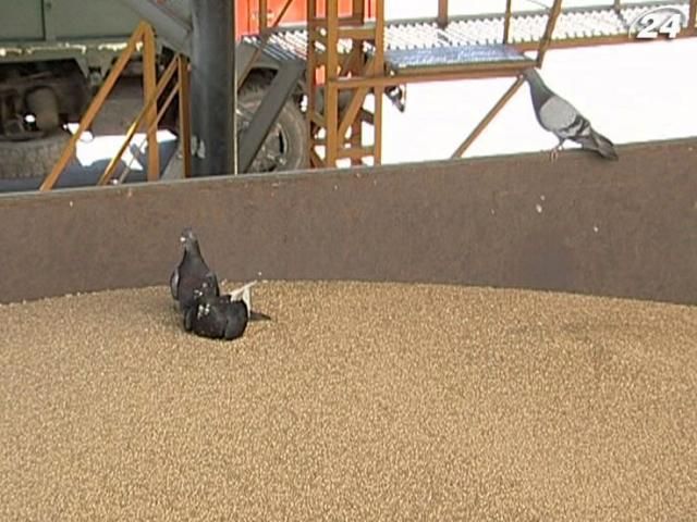 У грудні експорт пшениці можуть зупинити
