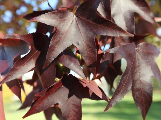 Аваков делится солнечными фотографиями осени на Facebook (Фото) Аваков делится солнечными фотографиями осени на Facebook (Фото)