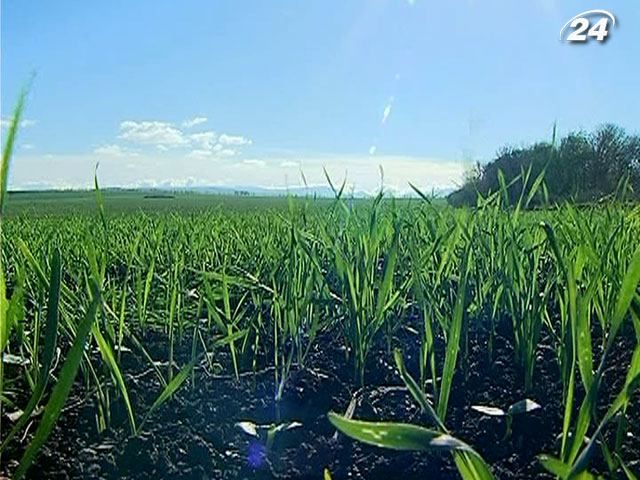 У Криму цього року не буде хорошого врожаю У Криму цього року не буде хорошого врожаю