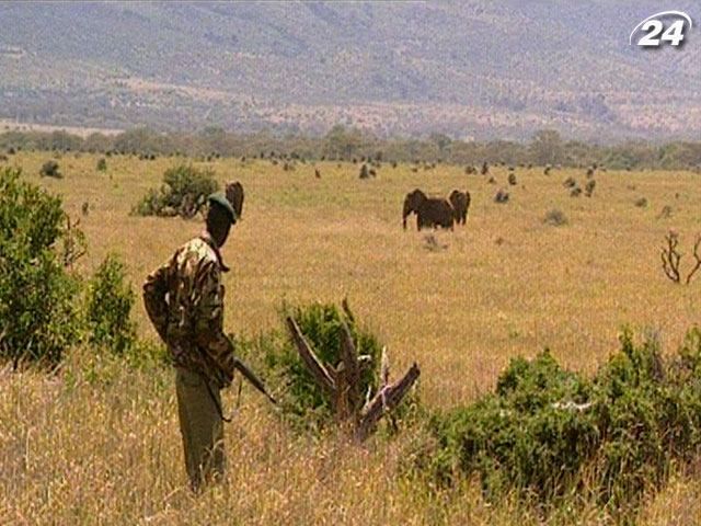 В Кении люди и природа - в полной гармонии В Кении люди и природа - в полной гармонии