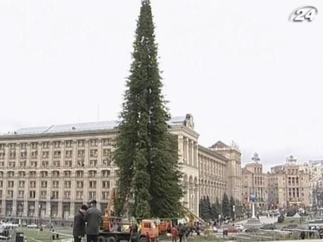 Главную елку Украины начнут устанавливать уже в четверг Главную елку Украины начнут устанавливать уже в четверг