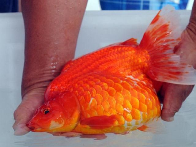 Конкурс красоты среди золотых рыбок (Фото)