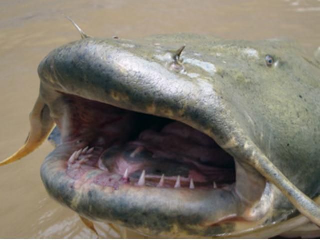 Біля Чорнобиля впіймали сома-гіганта Біля Чорнобиля впіймали сома-гіганта