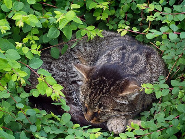 Загублений кіт йшов додому 5 тижнів Загублений кіт йшов додому 5 тижнів