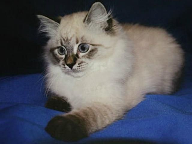 Медведев решил подарить котенка бывшему президенту Финляндии Медведев решил подарить котенка бывшему президенту Финляндии