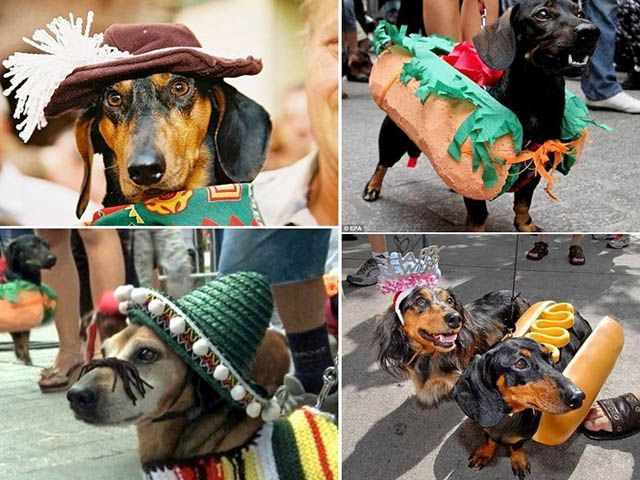 Парад такс у Кракові (Фото) Парад такс у Кракові (Фото)