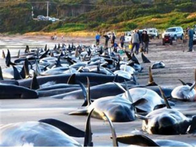 В Новой Зеландии 28 дельфинов выбросились на пляж