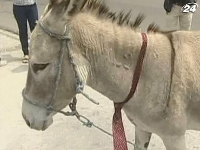 В Эквадоре депутатом хочет стать осел В Эквадоре депутатом хочет стать осел