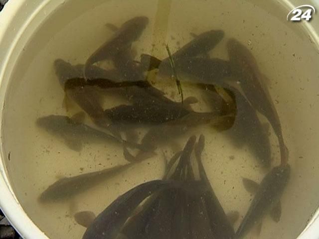 В Киевское море выпустили более 100 тысяч различных видов рыб В Киевское море выпустили более 100 тысяч различных видов рыб