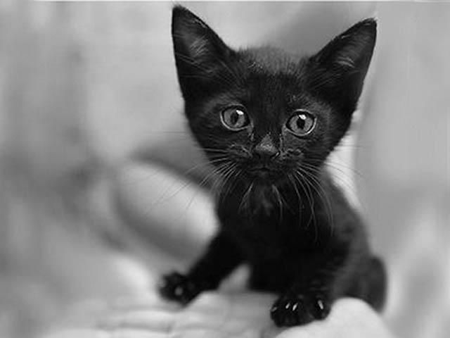 Італійці відзначають День захисту чорних котів