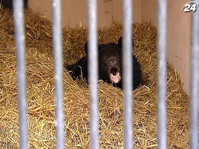 Через теплу осінь у столичному зоопарку не можуть заснути ведмеді