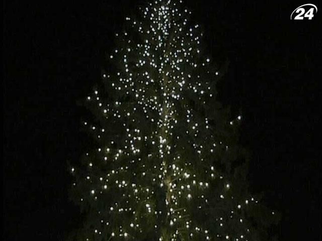 В Вене установили Рождественскую елку