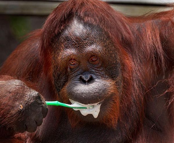 Орангутанг у заповіднику почав чистити зуби (Фото) Орангутанг у заповіднику почав чистити зуби (Фото)