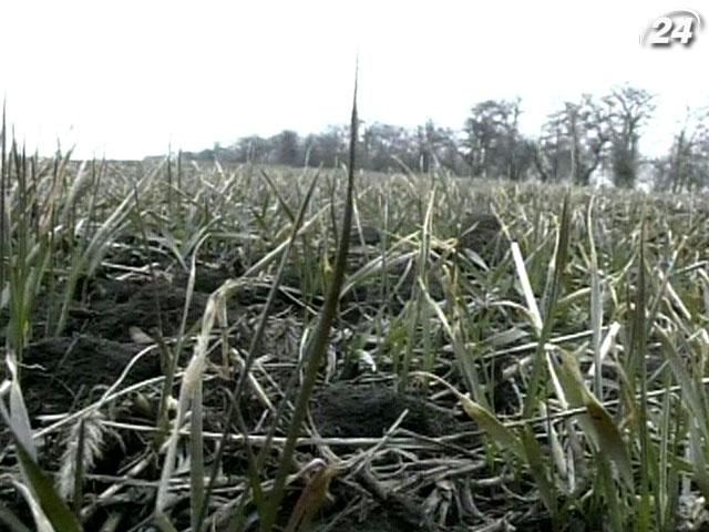 Итог дня: Запрет на продажу земли в Украине снова продлили Итог дня: Запрет на продажу земли в Украине снова продлили