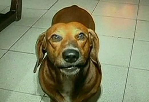 В Китае собака научилась считать (Видео) В Китае собака научилась считать (Видео)