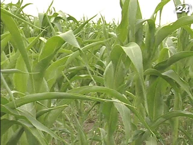 Зернотрейдеры просят уточнить экспортные квоты на кукурузу в КНР