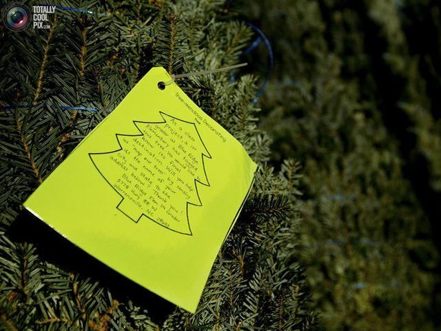 В США рубят елки, готовясь к Рождеству (Фото)