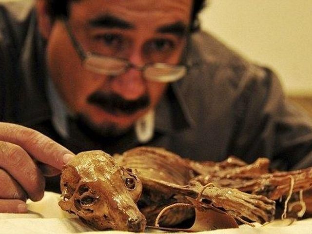 У Мексиці вчені знайшли муміфіковану собаку (Фото, Відео)