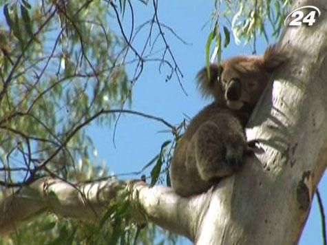 Новий Південний Уельс – штат лінивих коал та стрибучих кенгуру Новий Південний Уельс – штат лінивих коал та стрибучих кенгуру