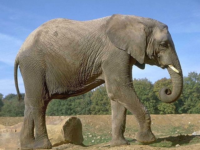 У Великобританії власника цирку засудили за знущання над слоном
