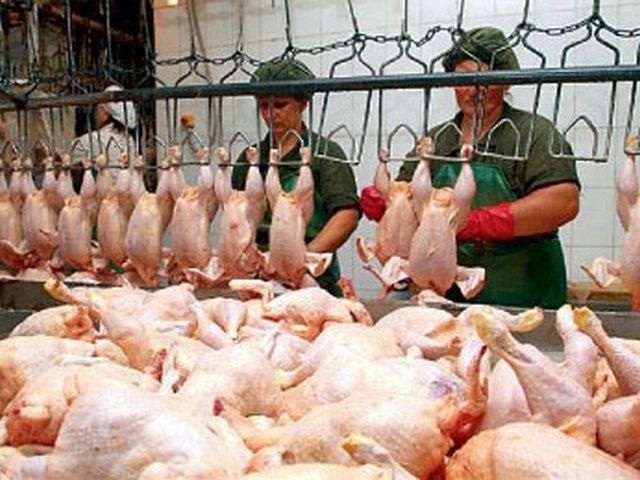 Росія знайшла небезпечні бактерії в м'ясі української птиці Росія знайшла небезпечні бактерії в м'ясі української птиці