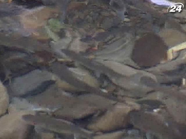 У ріку Латориця випустили тисячу рибин дунайського лосося