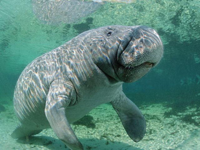 Американку арестовали за катание на ламантине Американку арестовали за катание на ламантине