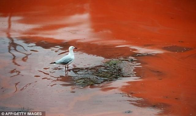 В Австралии из-за необычных водорослей покраснело побережье (Фото. Видео)