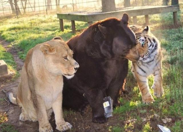 Спасатели животных подружили медведя, льва и тигра (Фото)
