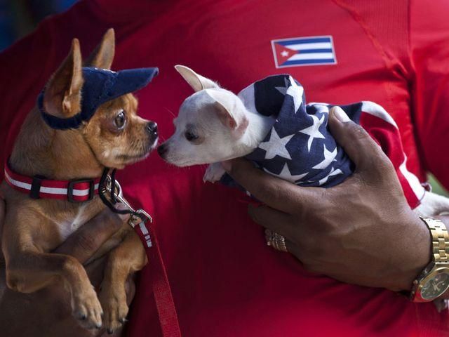 Дни собак в Гаване (Фото)