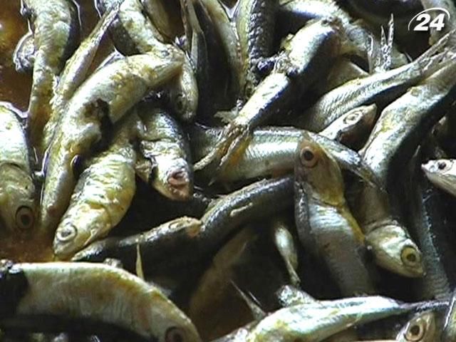 Обсяги вилову риби хамси в Україні зменшилися вдесятеро Обсяги вилову риби хамси в Україні зменшилися вдесятеро