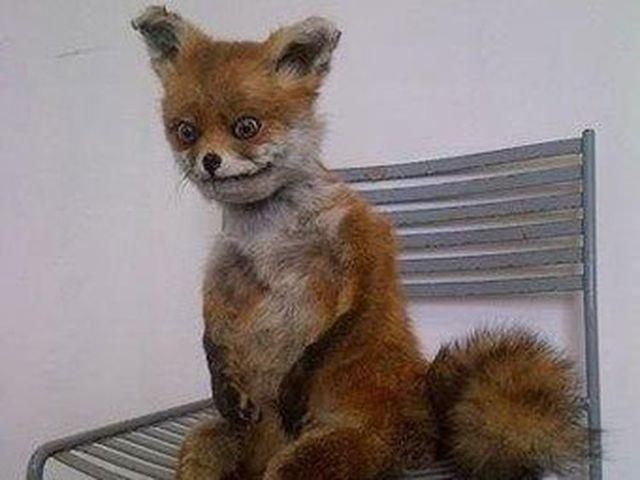 Британка розповіла історію популярного в інтернеті опудала лисиці Британка розповіла історію популярного в інтернеті опудала лисиці
