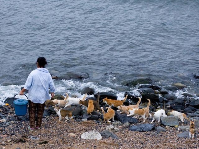 Котячий рай на японському острові (Фото) Котячий рай на японському острові (Фото)