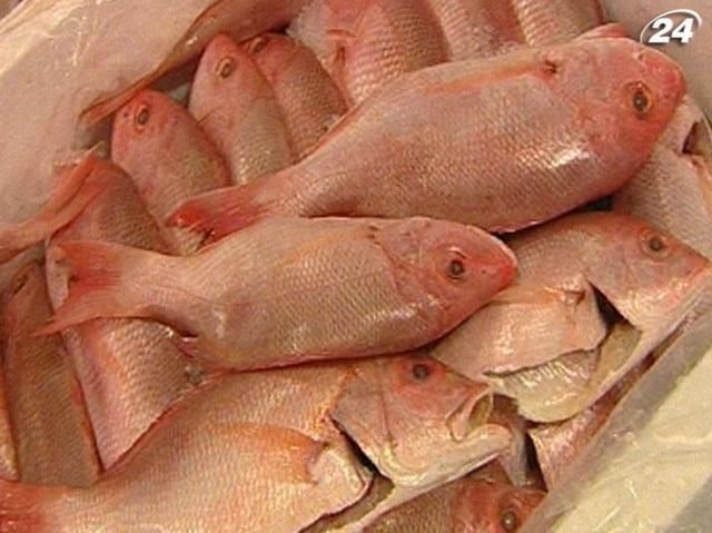 В нью-йоркской лаборатории будут разводить рыбу В нью-йоркской лаборатории будут разводить рыбу