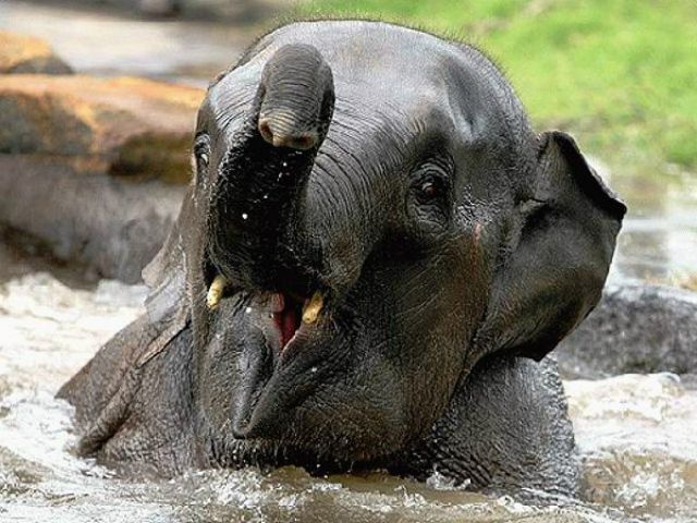 В Зимбабве погибли более 190 слонов из-за сильной засухи
