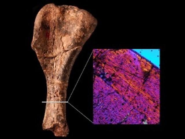 Ученые нашли древнейшего динозавра Ученые нашли древнейшего динозавра